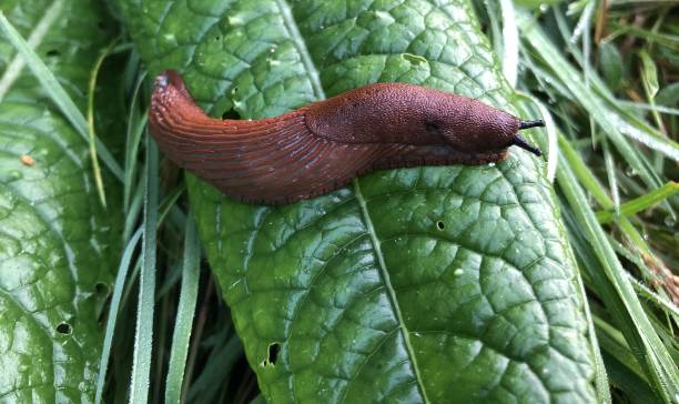 istock brown slug on a green leave in the grass 1353587027
