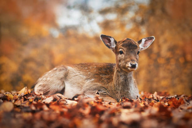 europäische damhirsche liegen im herbstwald - fallow deer fawn deer fallow field stock-fotos und bilder