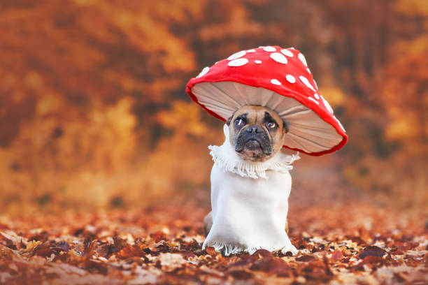 Fly agaric mushroom dog costume Funny French Bulldog dog in unique fly agaric mushroom costume standing in orange autumn forest with copy space amanita stock pictures, royalty-free photos & images