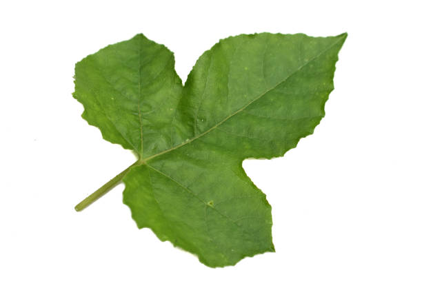 istock Ivy gourd leaf isolated on white background. 1353587509