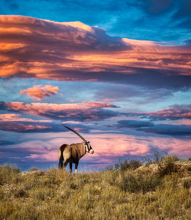 male oryx at sunset  in the African savannah in Botswana