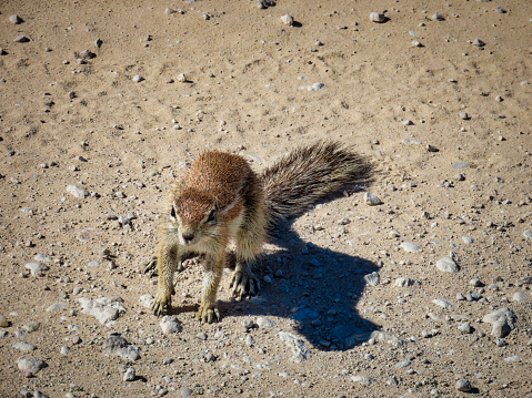 South African ground squirrel (Geosciurus inauris) walking on the road