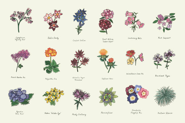 ilustrações, clipart, desenhos animados e ícones de verão flores vetores conjunto - campanula flower design ornamental garden