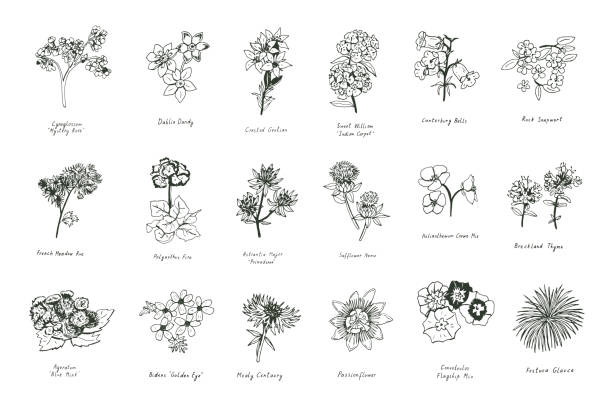 ilustrações, clipart, desenhos animados e ícones de verão flores vetores conjunto - campanula flower design ornamental garden