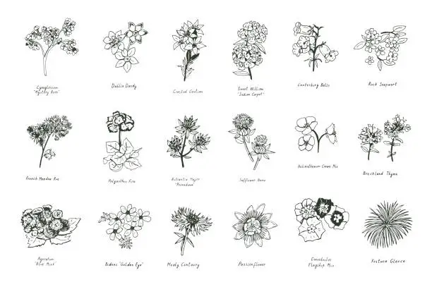 Vector illustration of summer flowers vector illustrations set