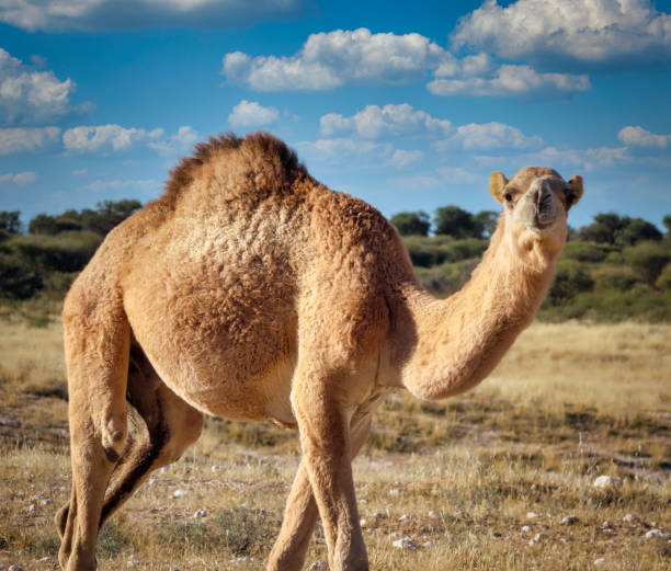istock walking camel strolling in Tshabong Botswana 1353588572