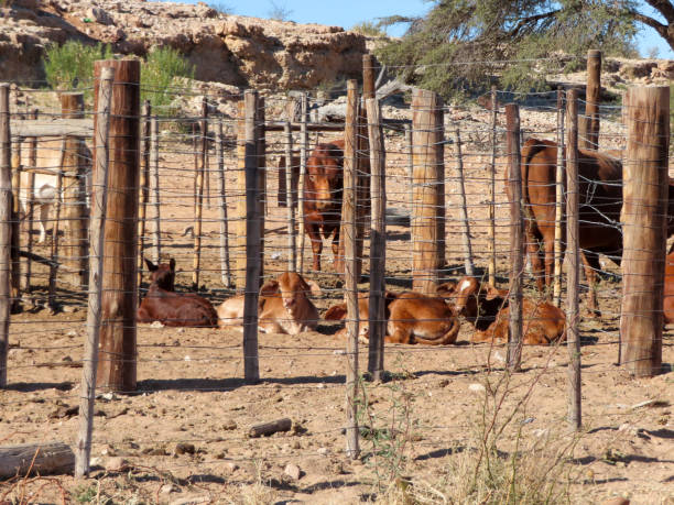 istock cows in a  fenced kraal 1353588797
