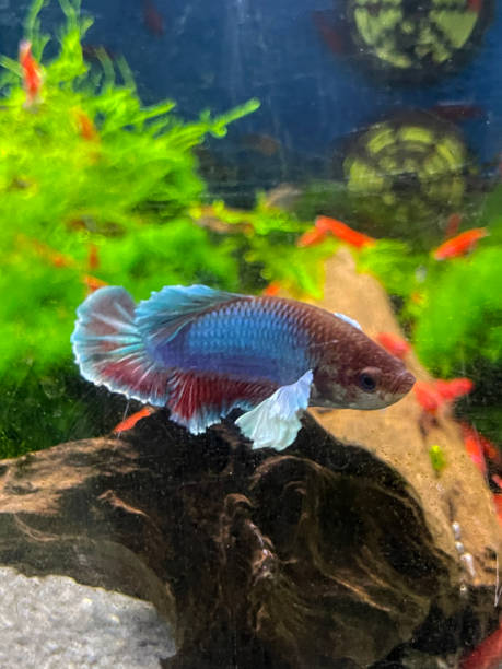 istock Image of red cherry shrimps (Neocaridina davidi var. red) feeding on java moss (Taxiphyllum barieri) in a freshwater fish tank behind a blue and red Siamese fighting fish (Betta splendens), focus on foreground 1353590568
