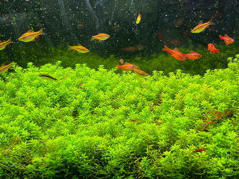 Stock photo showing a tropical freshwater aquarium fish tank, landscaped with green pondweed. The tank is stocked with small cherry barbs (Puntius titteya).