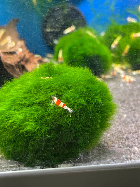 Stock photo showing a group of red and white candy cane shrimps (Alpheus randalli), which are pictured feeding on a mat of green Java moss ball (Taxiphyllum barieri) in a tropical fish tank.