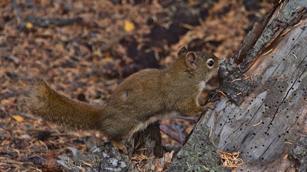 süßes amerikanisches rotes eichhörnchen mit braunem fell, das in der herbstsaison in einem wald in der nähe von jasper, alberta, kanada, an der rinde eines nadelbaums nagt. konzentrieren sie sich auf den tierkopf. - alberta canada animal autumn stock-fotos und bilder