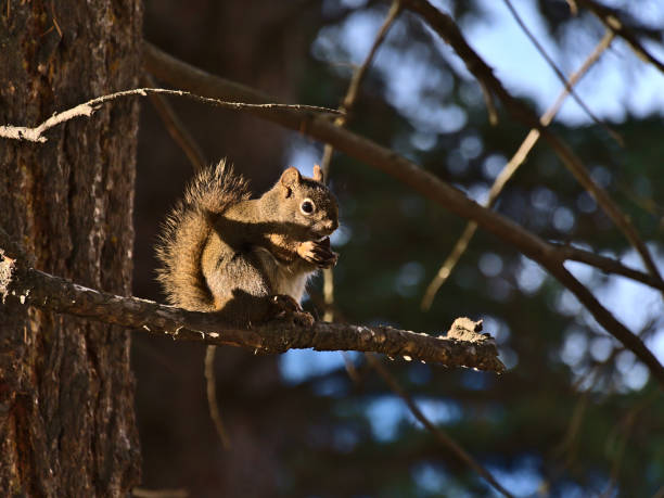 Photo of Cute American red squirrel (Tamiasciurus hudsonicus) eating on the branch of a coniferous tree in the afternoon sun in a forest near Jasper, Alberta, Canada in autumn.