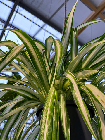 Stock photo showing potted spider plant (Chlorophytum comosum) which is also known as hen and chickens, ribbon plant or spider ivy.