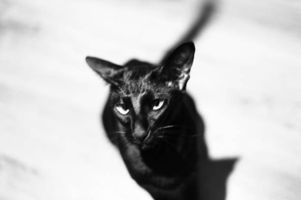 istock Moscow Russia 07.14.2016 black cat 1353592125