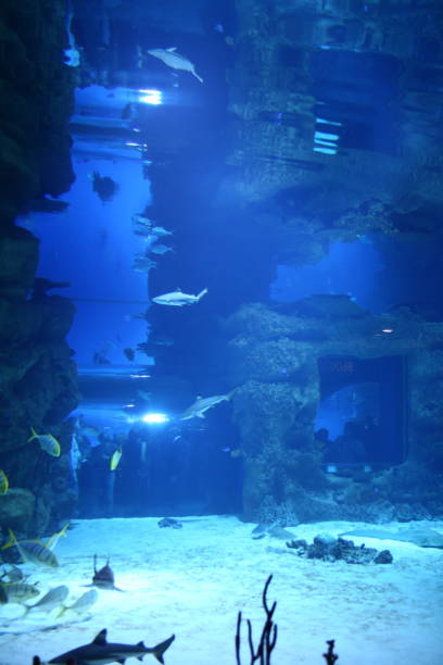 istock Moscow Russia 10.01.2016 aquarium fish water 1353592228