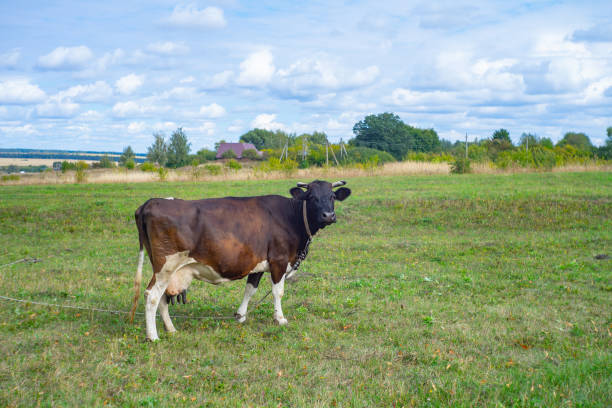 istock A cow grazing on the pasture during daytime 1353593367