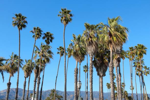 istock Palm trees in Santa Barbara 1353593598