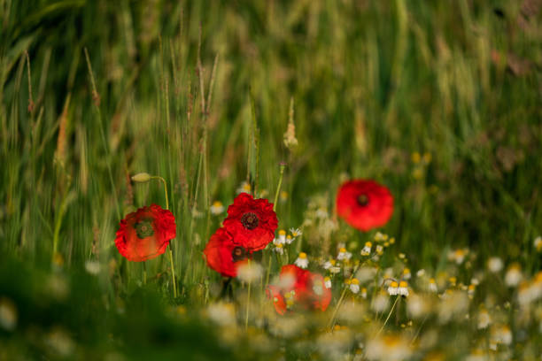 poppy in the light of the morning sun. - 1474 imagens e fotografias de stock