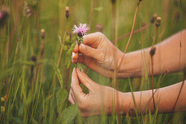 istock Collection of medicinal plants, alternative therapy 1353594883