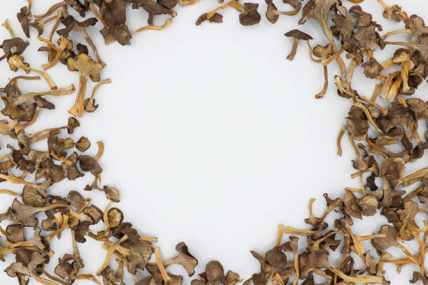 Round frame of dried edible funnel chanterelle mushrooms. Light gray background. Top view. In the middle there is space for an inscription or logo. Craterellus tubaeformis also known as yellowfoot or winter mushroom. rown caps with decurrent pale gills and yellow hollow stalks. fungus gill stock pictures, royalty-free photos & images