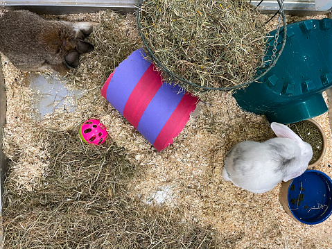 Stock photo showing a close-up view of a young rabbits (around ten weeks), which are pictured cuddled up in the hay and woodshavings, on the floor of an indoor enclosure.
