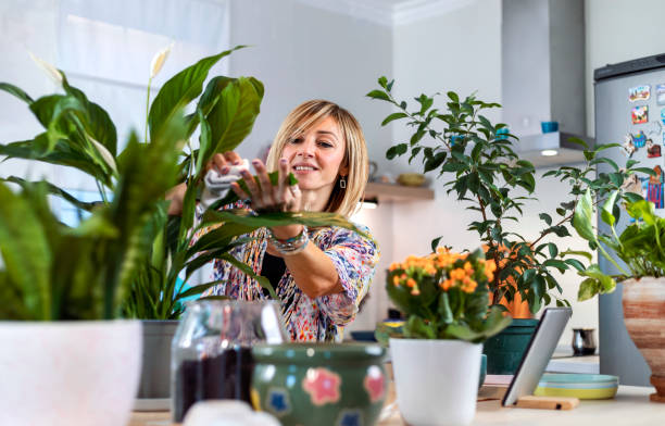istock Taking care of houseplants 1353596442