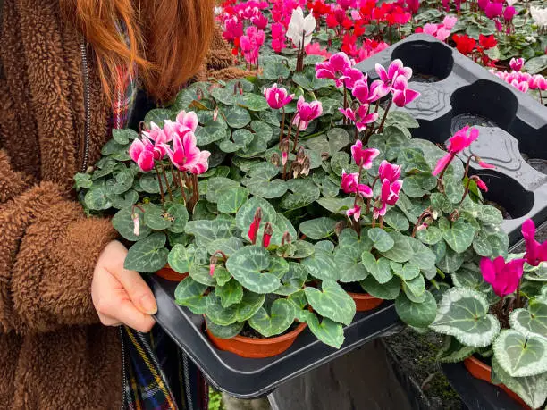 Stock photo showing close-up view of pink, red and white flowering cyclamens which are being sold in a garden centre as colourful winter / spring bedding plants.