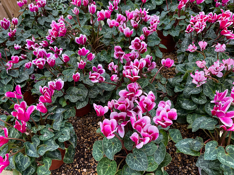 Stock photo showing a close-up, elevated view of pink flowering cyclamens being grown in pots in a garden centre. These healthy cyclamen plants, also known as sowbread, are pictured in full flower, with bright pink flowers and green heart-shaped leaves.