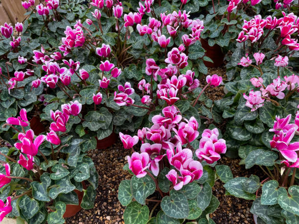 Full frame image of potted, ivy-leaved cyclamen (Cyclamen hederifolium), bright pink flowers with green heart-shaped leaf background, elevated view stock photo