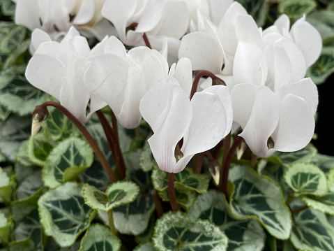 Stock photo showing a close-up view of white flowering cyclamens being grown in trays in a garden centre. These healthy cyclamen plants, also known as sowbread, are pictured in full flower, with white flowers and green heart-shaped leaves.