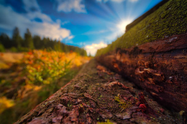 on the Rennsteig in the Thuringian Forest