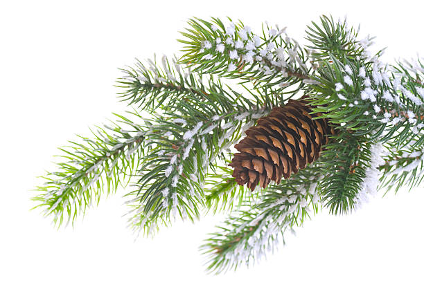 istock Close-up of a pine cone on spruce branch on white background 135359953