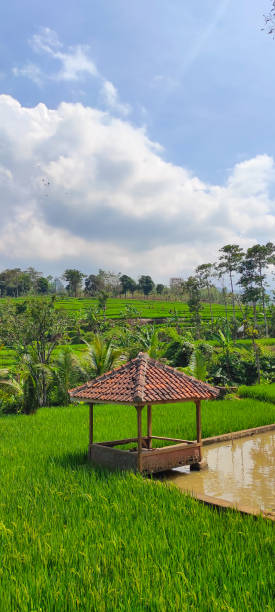 istock Gazebo between rice fields and pond - stock photo 1353600283