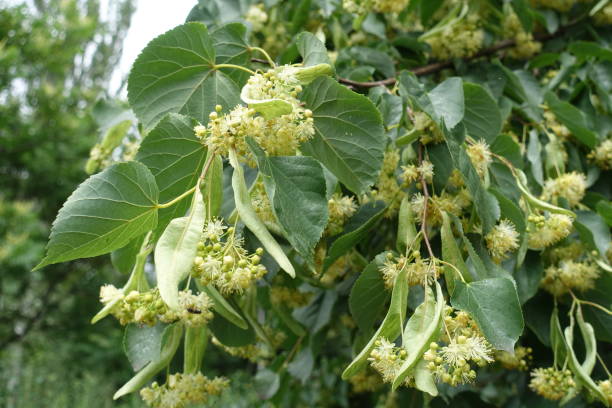 Bracts and pale yellow flowers of linden tree in June Bracts and pale yellow flowers of linden tree in June tilia cordata stock pictures, royalty-free photos & images