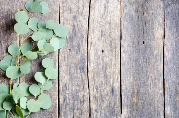 istock Eucalyptus branches on wooden background 1353602148