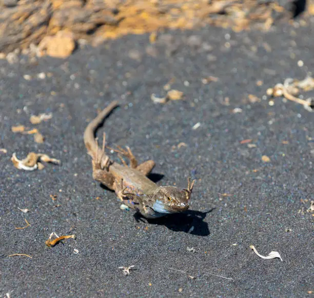 Photo of Burning feets? Gallotia galloti trouble with heat in the black volcanic rocks - La Palma, Canary Islands fauna