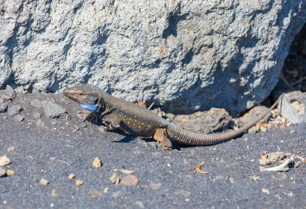 Photo of Burning feets? Gallotia galloti trouble with heat in the black volcanic rocks - La Palma, Canary Islands fauna