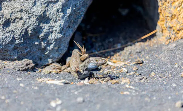 Photo of Burning feets? Gallotia galloti trouble with heat in the black volcanic rocks - La Palma, Canary Islands fauna