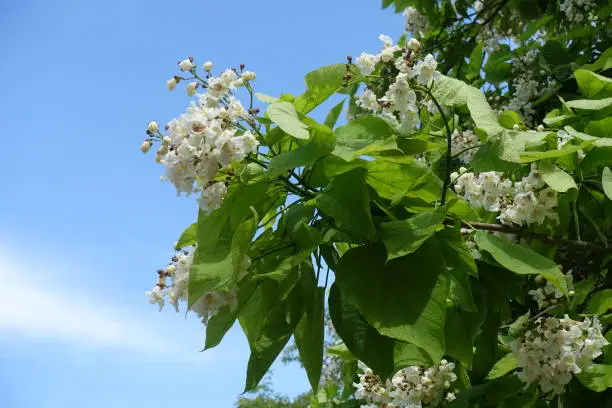 Bright blue sky and branch of blossoming catalpa tree in mid June