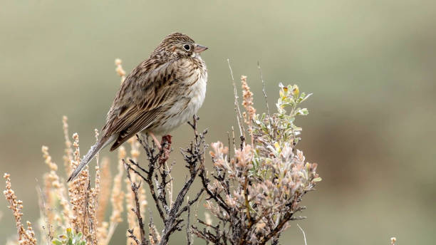 istock Vesper sparrow (Pooecetes gramineus) is a medium-sized New World sparrow 1353602763