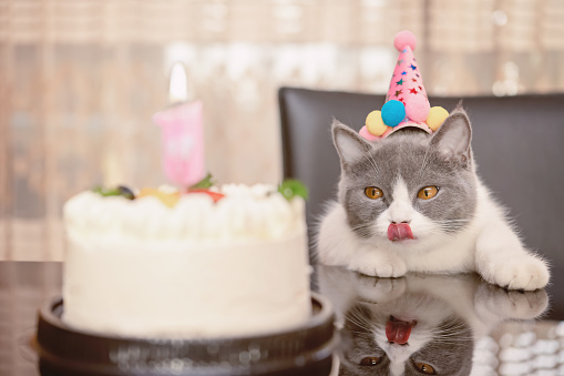 cute british shorthair cat celebrating her 1-year-old birthday