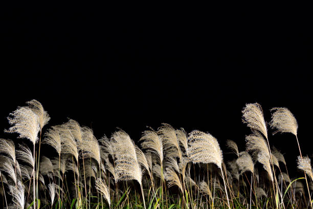 Japanese pampas grass swaying in the night breeze.Autumn concept. Black background.