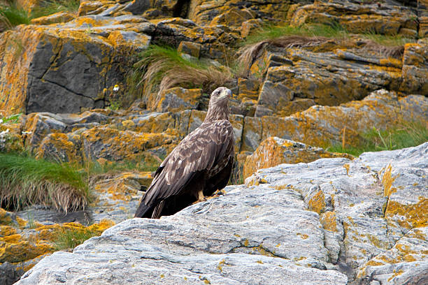 istock Sea Eagle (Haliaeetus albicilla) at the island Runde (Norway) 135360431