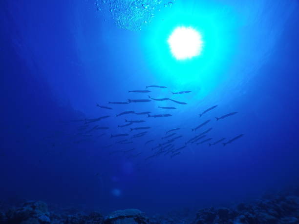 istock Scuba Diving at Ant atoll in Pohnpei, Micronesia 1353605809
