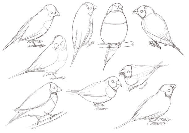 ilustrações de stock, clip art, desenhos animados e ícones de drawing bird, gouldian finch - gouldian finch