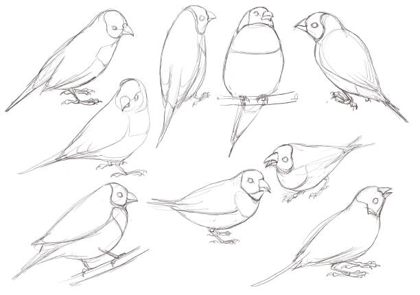 drawing bird, Gouldian finch drawing sketch of birds, Gouldian finches, hand drawn songbirds, isolated nature design element gouldian finch stock illustrations