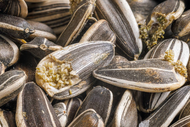 sunflower seeds disgustingly corrupted with bird seed pantry flour moths
