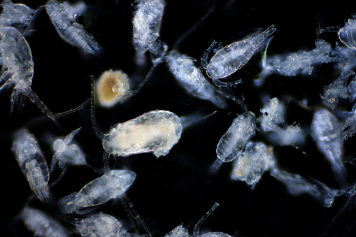 Copepod (Zooplankton) are a group of small crustaceans found in the marine and freshwater habitat.