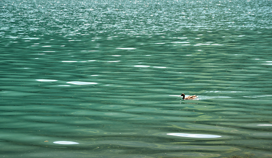 Brave duckling bathing in the cold waters of Lake Anterselva