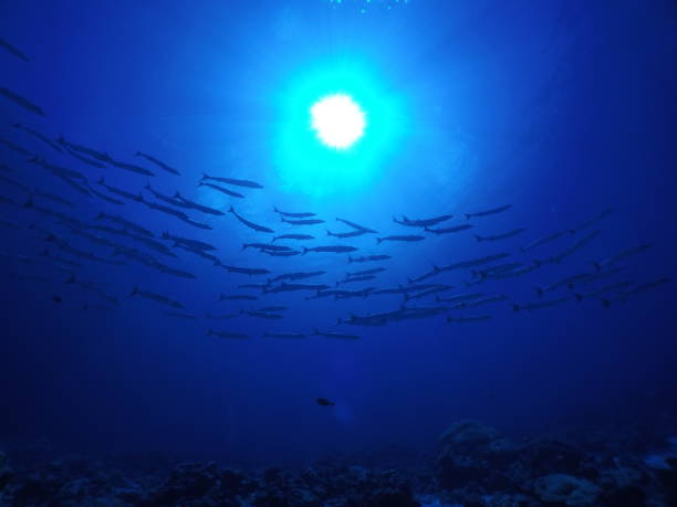 istock Scuba Diving at Ant atoll in Pohnpei, Micronesia 1353606639